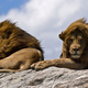Illustration for article titled People Getting Too Close to Lions at the Zoo is Not a New Phenomenon